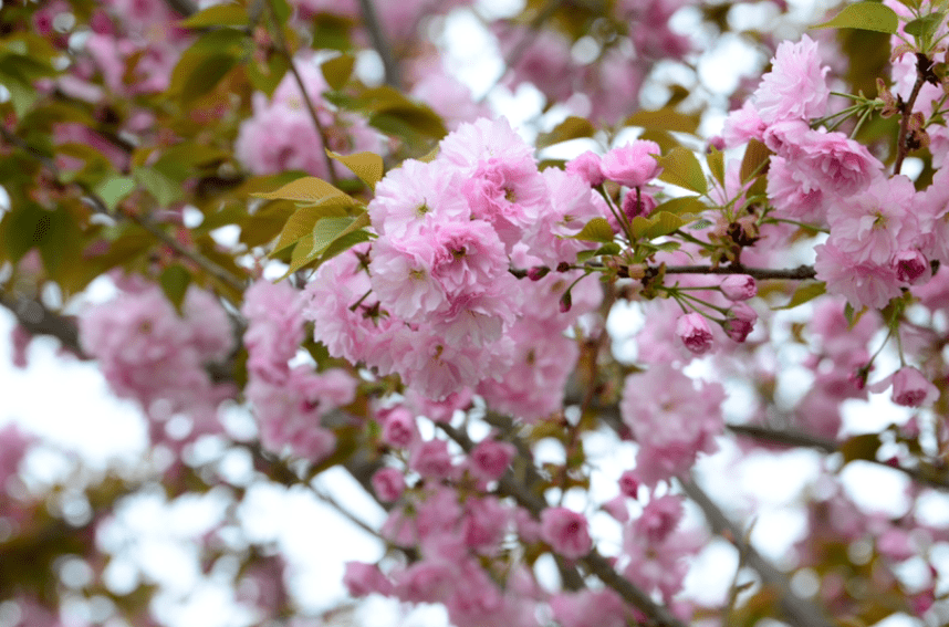 他给26种国花,各写了一首打油诗,太有才了!_也门_象征_素馨花