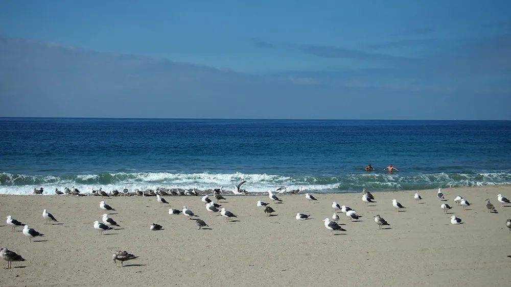 洛杉矶santa monica上的肌肉沙滩,随处可见的肌肉男_照片_阳光_海岸线