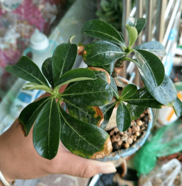 这样就可促使其长出分枝,剪完后要对伤口用多菌灵或草木灰涂抹,以免