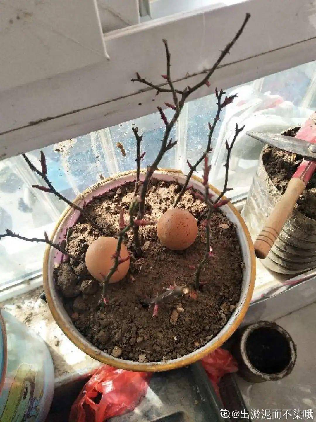 草木灰最好的杀菌剂家住农村的花友大锅烧火后会留下很多残渣这个