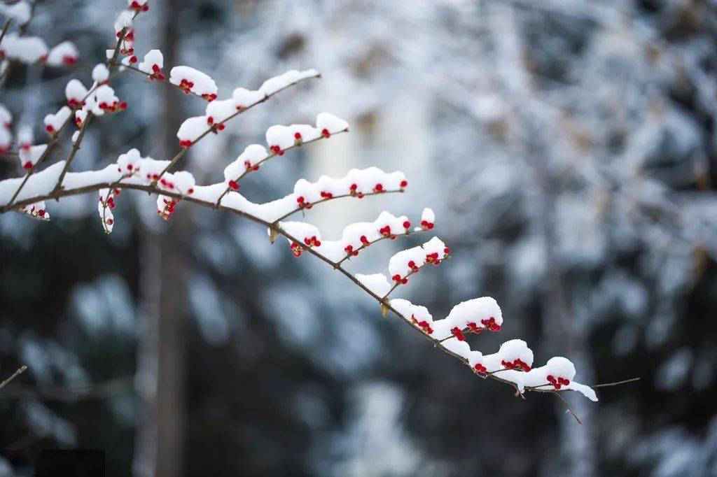 绥化雪景图片