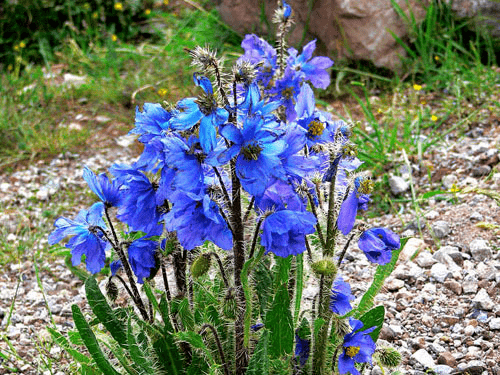 他给26种国花,各写了一首打油诗,太有才了!_也门_象征_素馨花