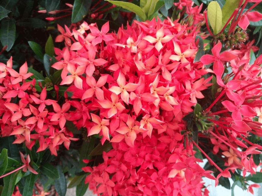 他给26种国花,各写了一首打油诗,太有才了!_也门_象征_素馨花