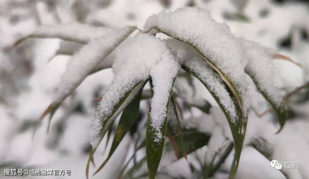 雪下麦苗图片图片