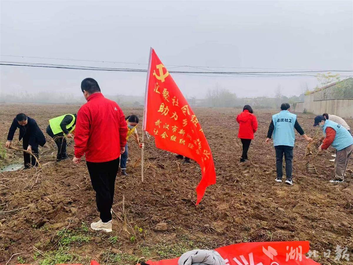 民政驻村工作队帮助农户种小麦，助力乡村振兴_新洲区_洲上_社会