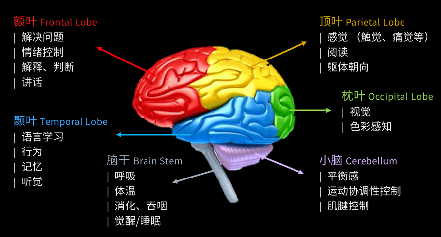 比如颞叶