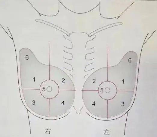 左乳10点方向位置图图片