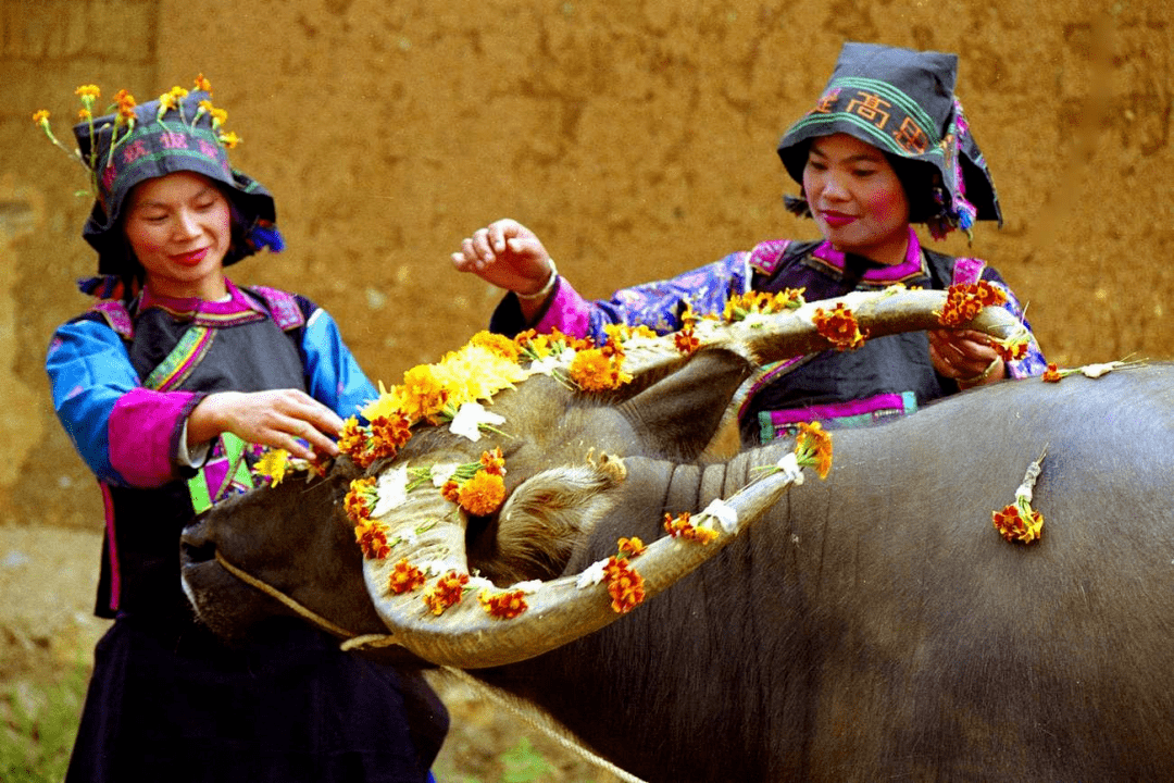 中华优秀传统文化|壮族天牛节_祭祀_牛栏_牛魂节