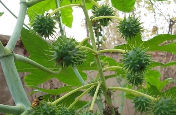 农村这种野果浑身带刺,农民因其有毒避之不及,却不