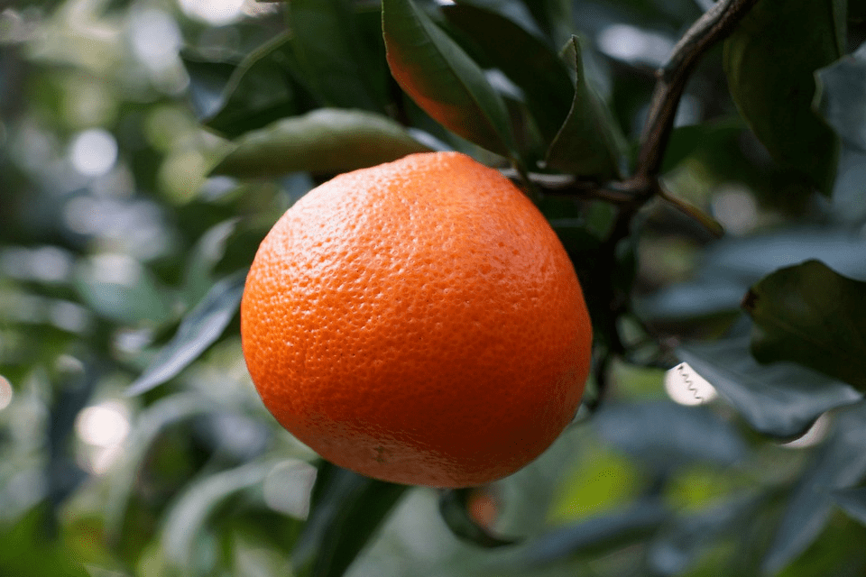 江南风物|蓼岸风吹红橘香_洞庭_橘子_柑橘