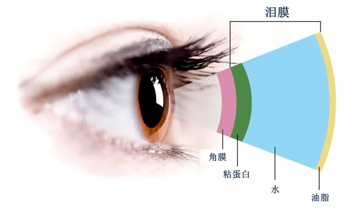 泪膜破裂时间图片