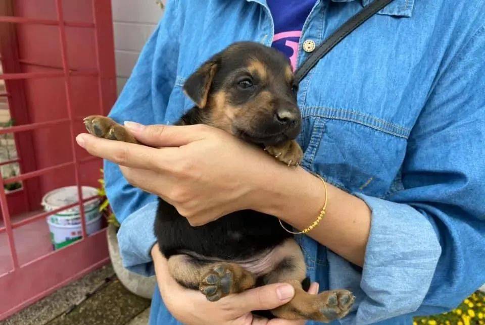 看到一只流浪狗叼着宝宝赶路,到家后才发现…丫是把狗子叼到了自己家