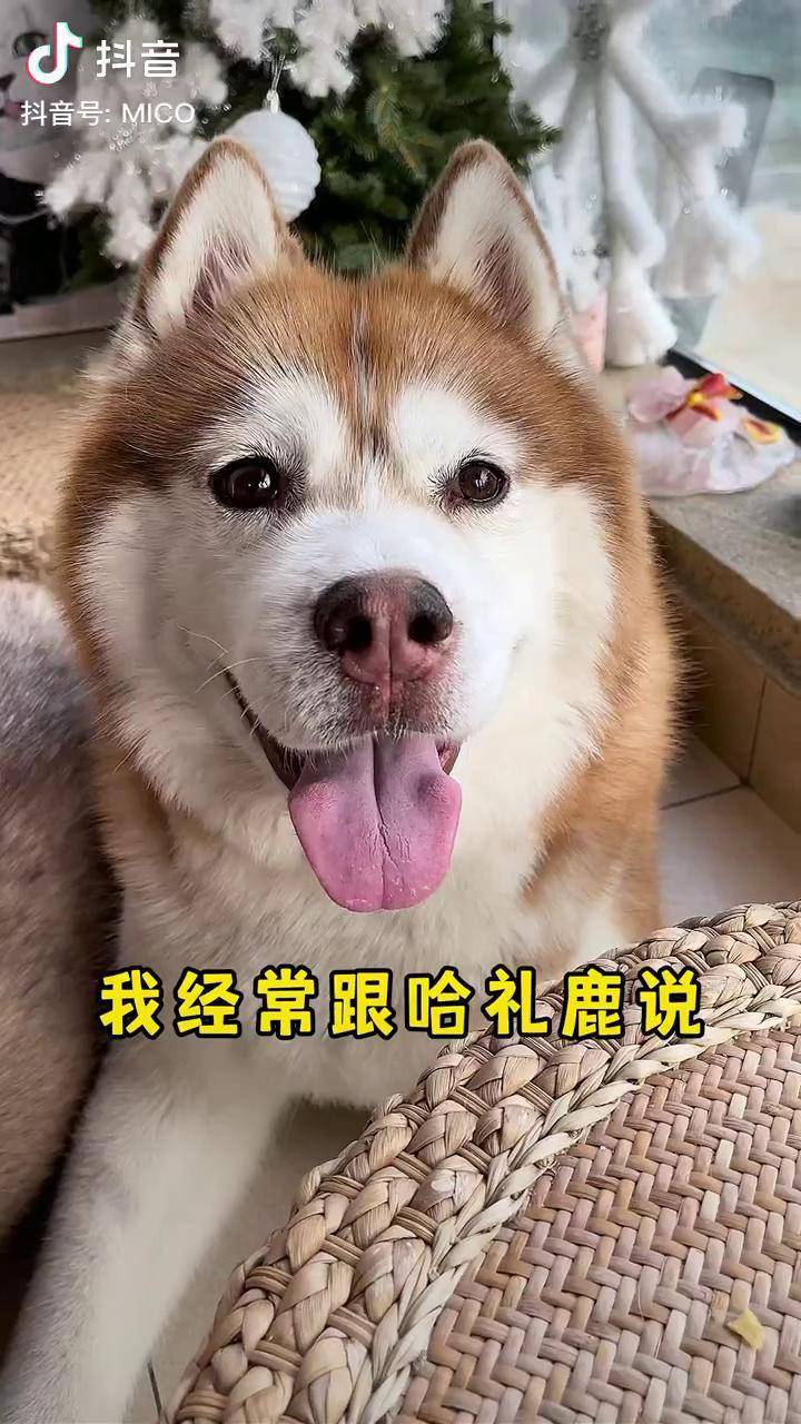 臭宝来一口萌宠狗狗铲屎官的乐趣哈士奇