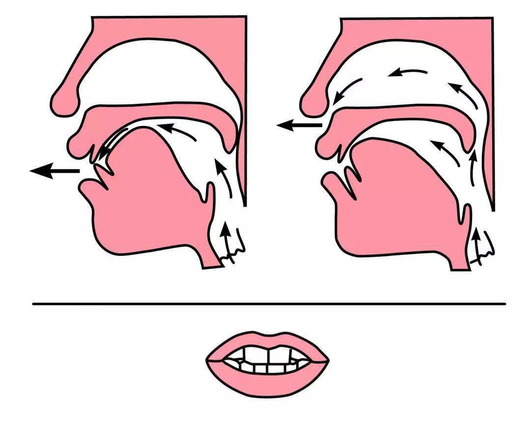 舌尖抵下齿图片