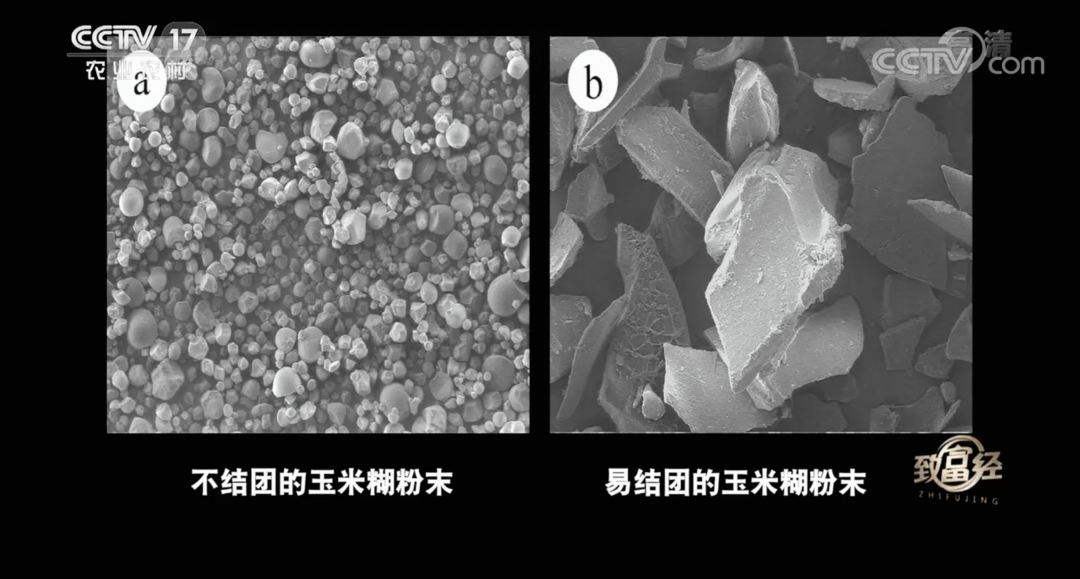 通过扫描电子显微镜可以清晰看到,不结团的玉米粉末为椭球体或多面体