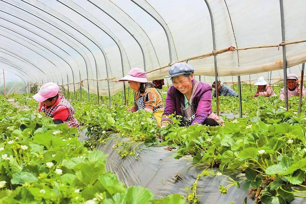 草莓豐收走進曲靖市會澤縣待補鎮野馬村,隨處可見成片的 草莓 種植