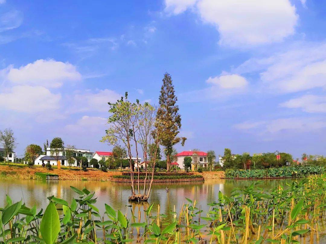 区县动态 | 长沙县:"净土"沃丰年 村民笑开颜_果园镇_农业_生态