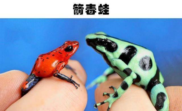 6,箭毒蛙导致了14世纪到19世纪欧洲数千万人死亡的大黑死病,被证实