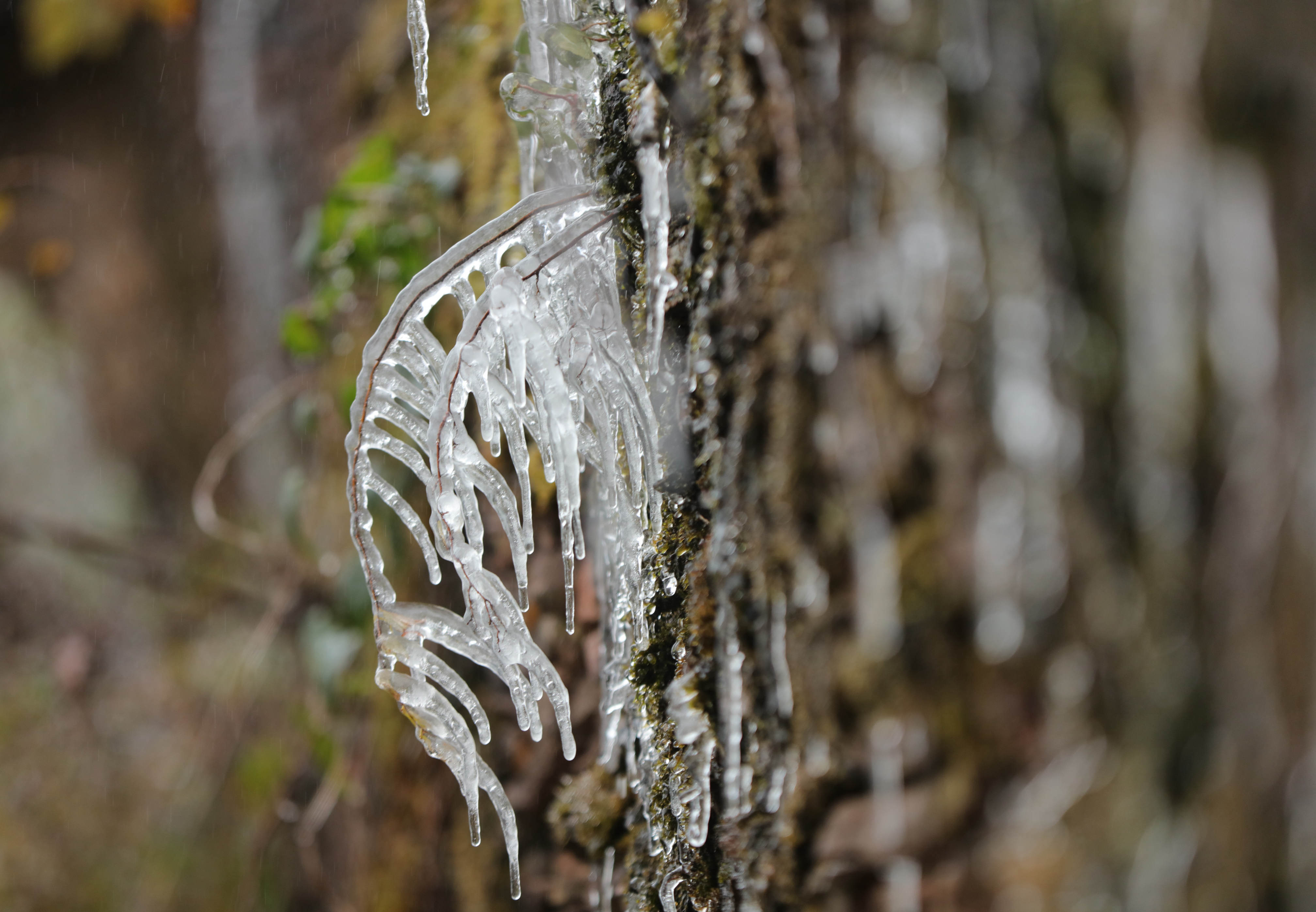 银粟风中飘,行步玉沙声 武陵源景区迎来今冬首场降雪_吴勇兵_张家界