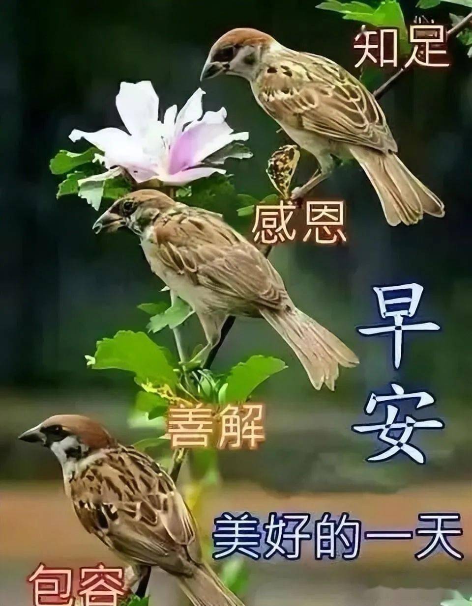 最新版早晨鲜花表情动态图 早上好鲜花图片大全温馨