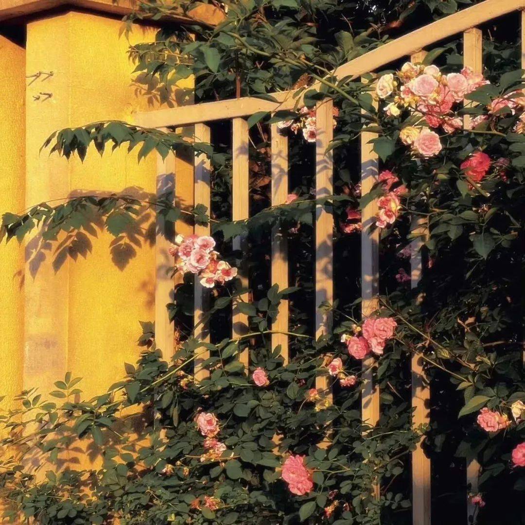 朋友圈背景图,治愈风景阳光闪耀甜品美食头像背景图_表示歉意_信息