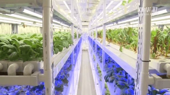 中国智慧农业助力世界杯，卡塔尔土豪如何种地？