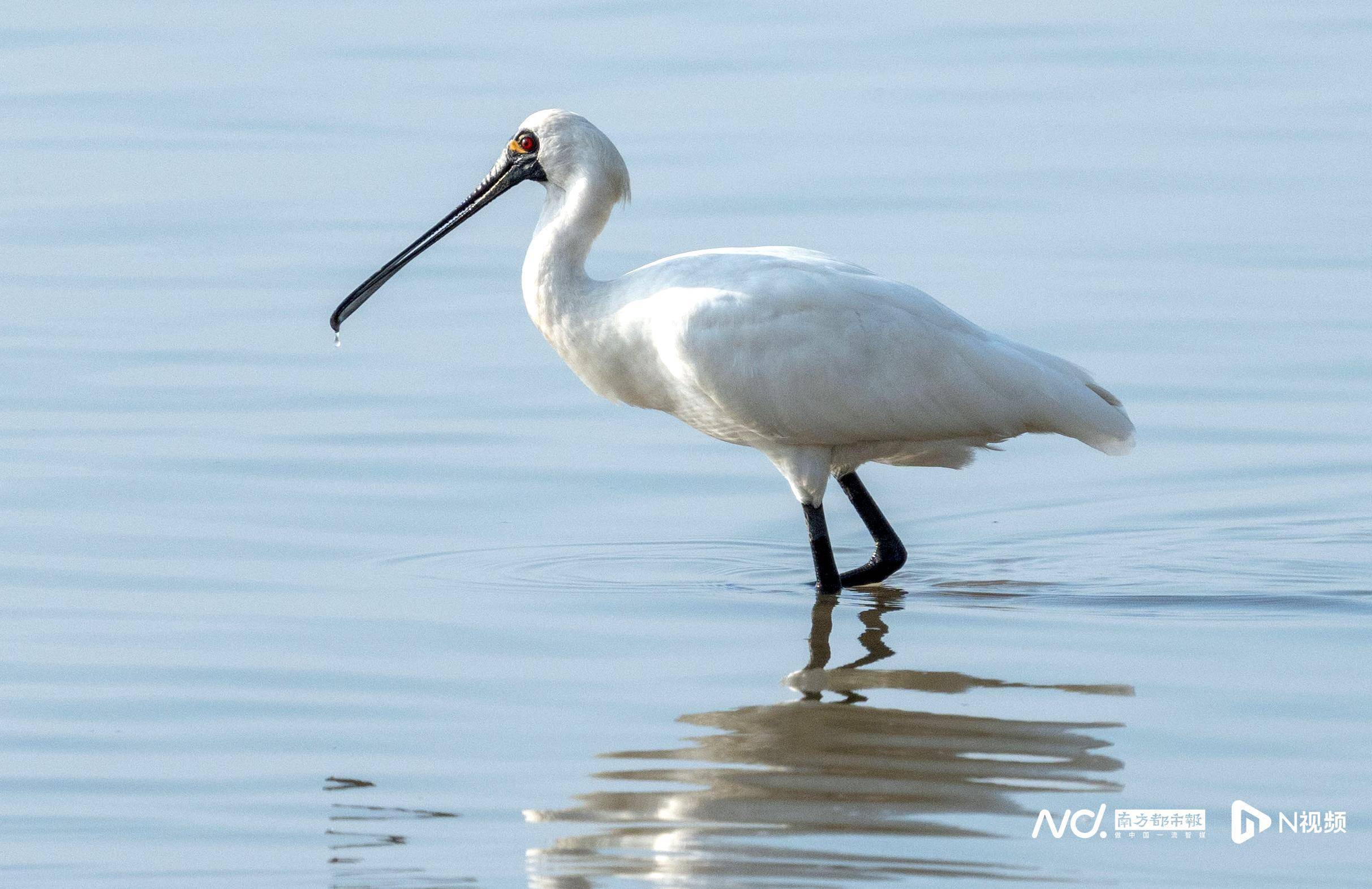 深圳湾候鸟季:白琵鹭今冬将与黑脸琵鹭在深过冬_南都_濒危_名录