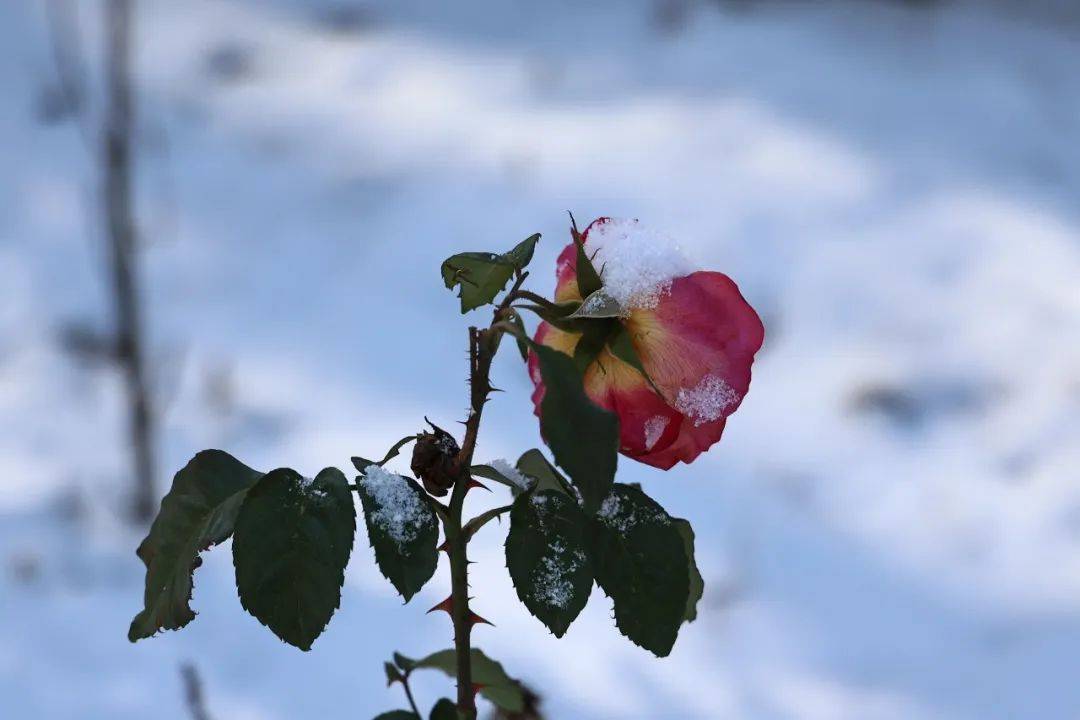 濱州醫學院:冬日美好盡數藏在雪中_初雪_教育_雪花