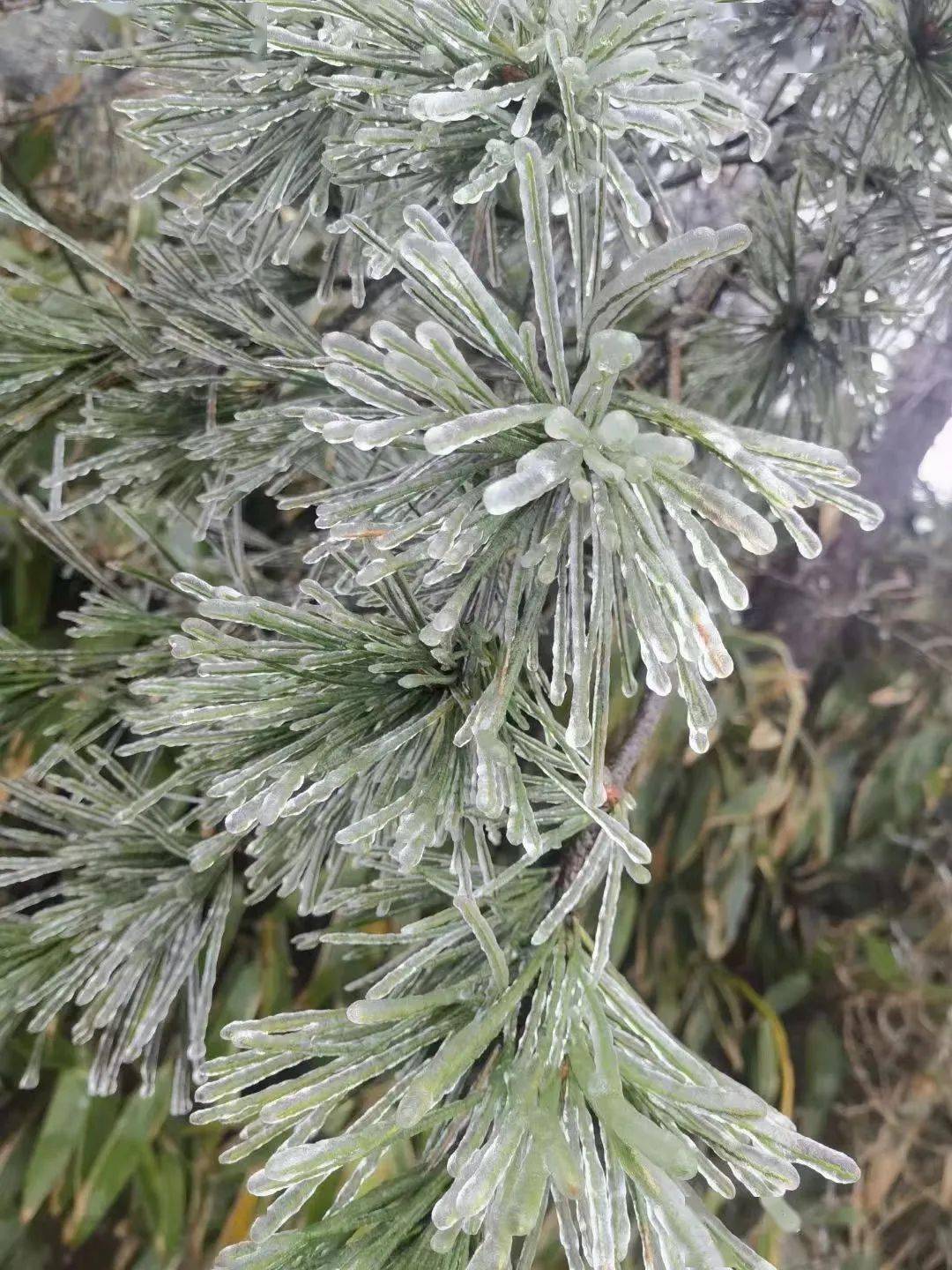 绝美雾凇!一起开启青田"仙境模式"_玉树_金鸡山_冰花