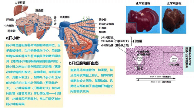 膽汁酸的肝腸循環:膽汁酸在細菌,病毒導致的死淘中可配合其他產品使用