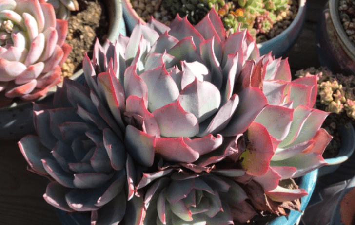 多肉龙赞尼虽有4个别名,且颜值堪比蓝光,但它们不是同一种多肉_叶片