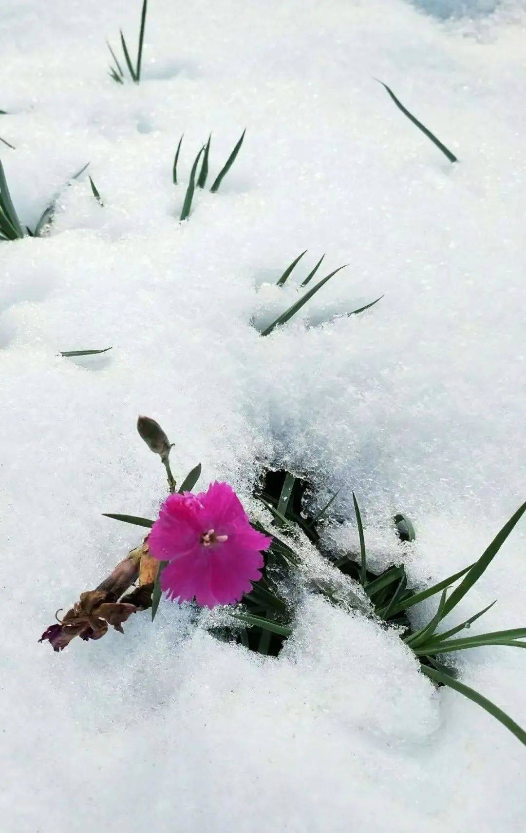 無梦||芬芳在冬天的花_滋文_同行_坡度