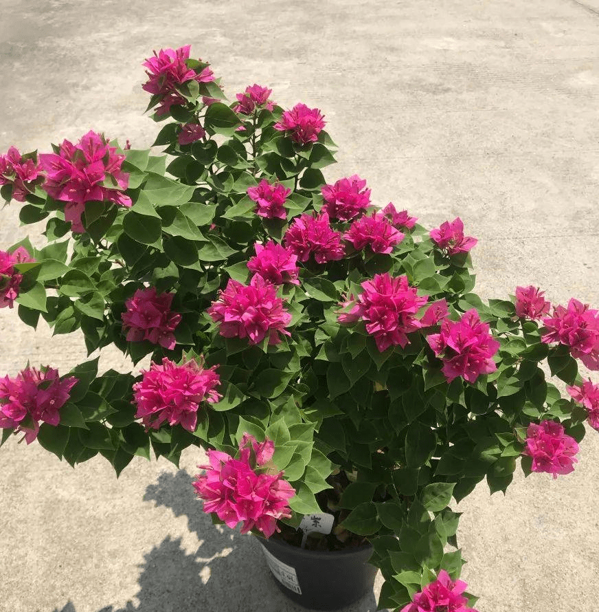 6种勤花三角梅,好养爱开花,新手也能养爆盆_品种_颜色_花朵