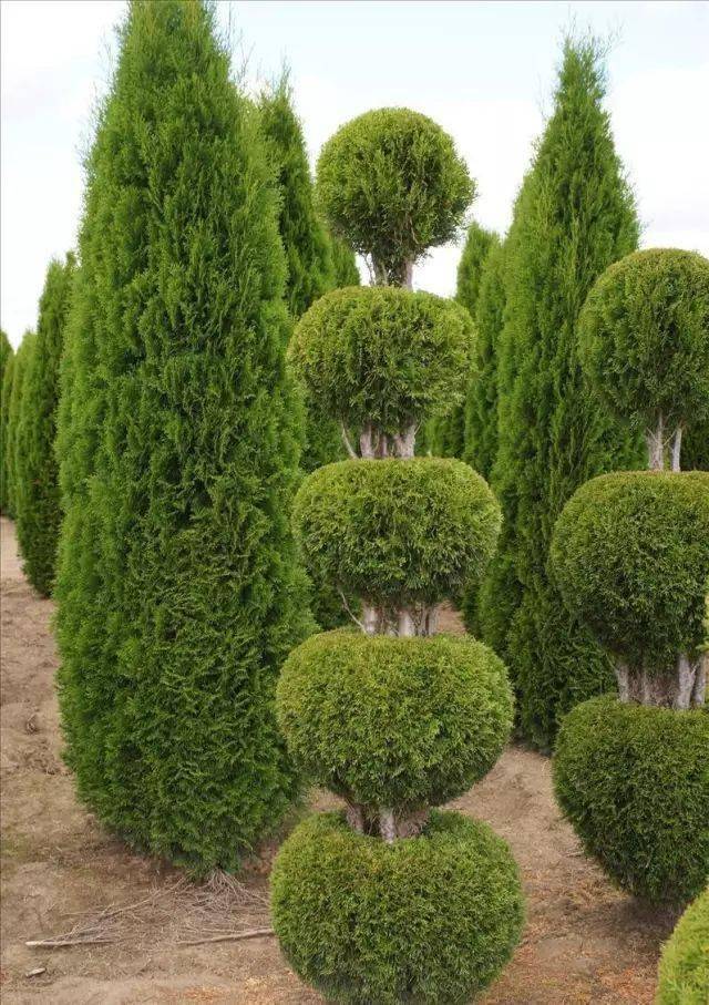 如果球形灌木都能剪成这样._植物_造型_修剪