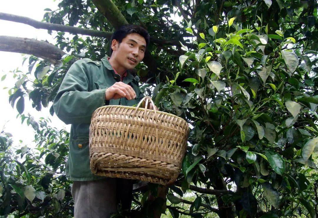 重庆特产茶叶排行_重庆物理类排名多少能上西北农林科技大学食品科学与工程(中外合作...