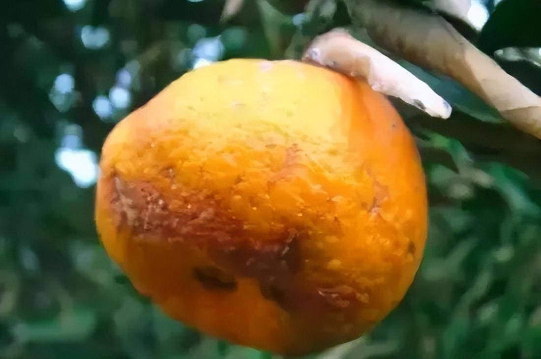 寒冬将至,如何打赢柑橘冻害保卫战?这些措施不可不做_叶片_严重_死亡