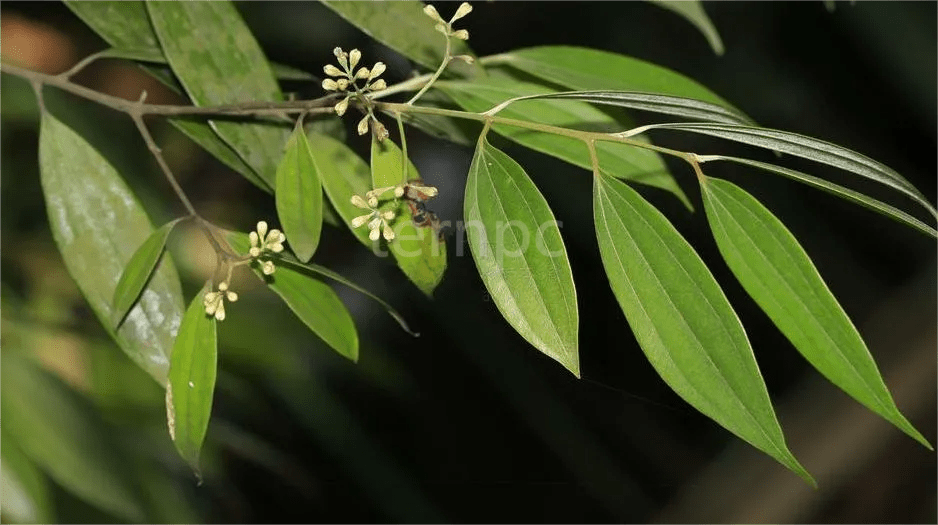 贵州细叶香树的用途图片