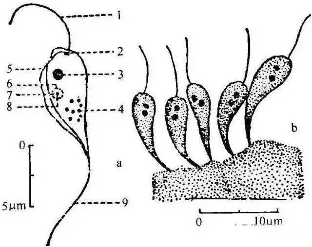 2.口丝虫3.车轮虫4.鱼鲺5.中华鳋6.斜管虫7.球虫病8.小瓜虫9.