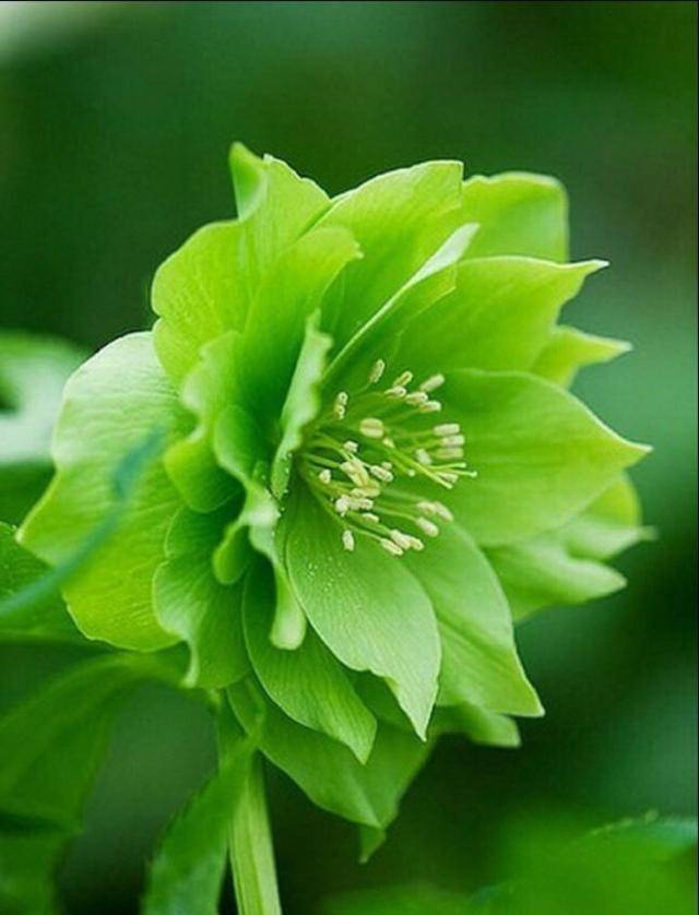 筷子_花盆_因为