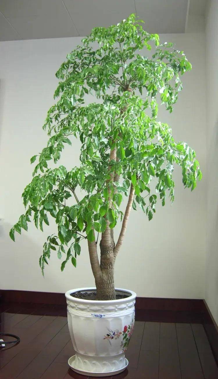 750_1303竖版 竖屏