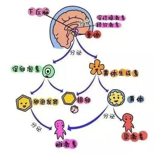 臉上長痘就怪它?_女性_調節_激素