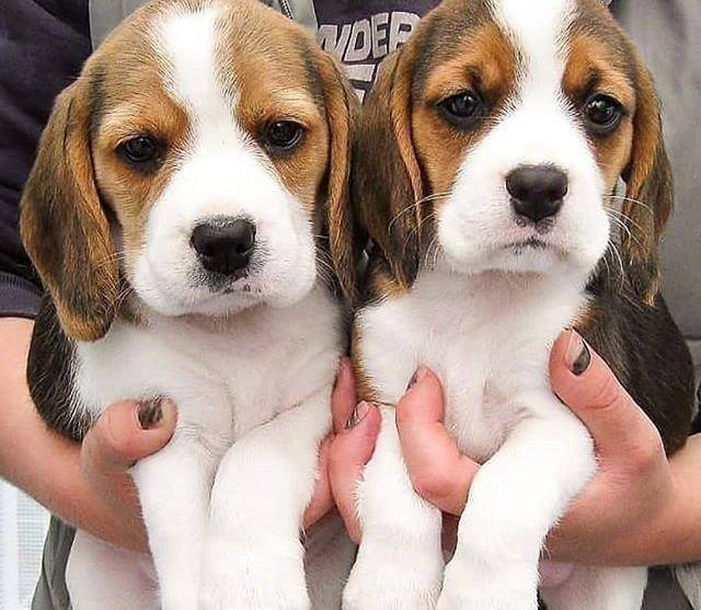 感受一下这只大耳朵和萌萌的外表小恶魔狗砸吧!_样子