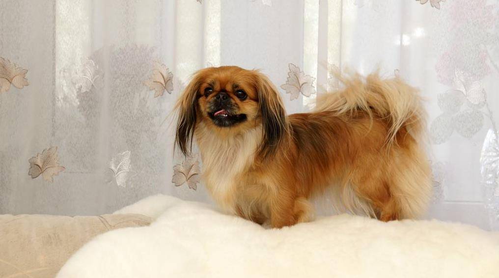 真实原因在这_毛发_脾气_纯种