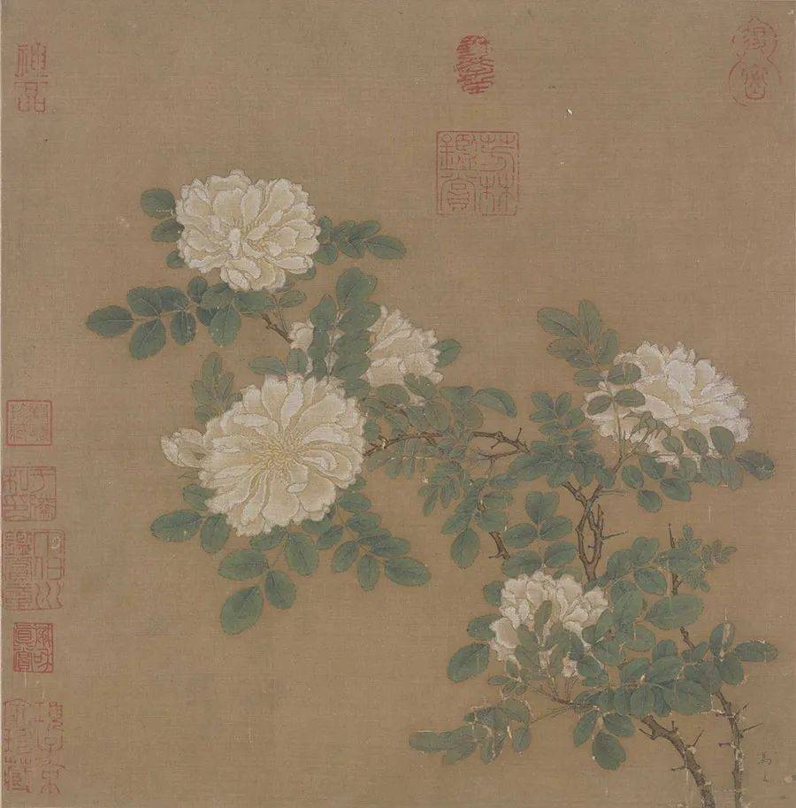 西方的玫瑰崇拜,从何而来?_月季_蔷薇_芙罗拉
