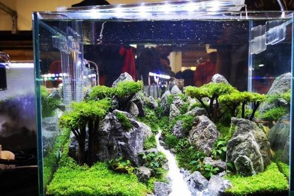 鱼缸不大,还想做出牛掰景观,这11个草缸作品,已经实现_造景_水草_结构