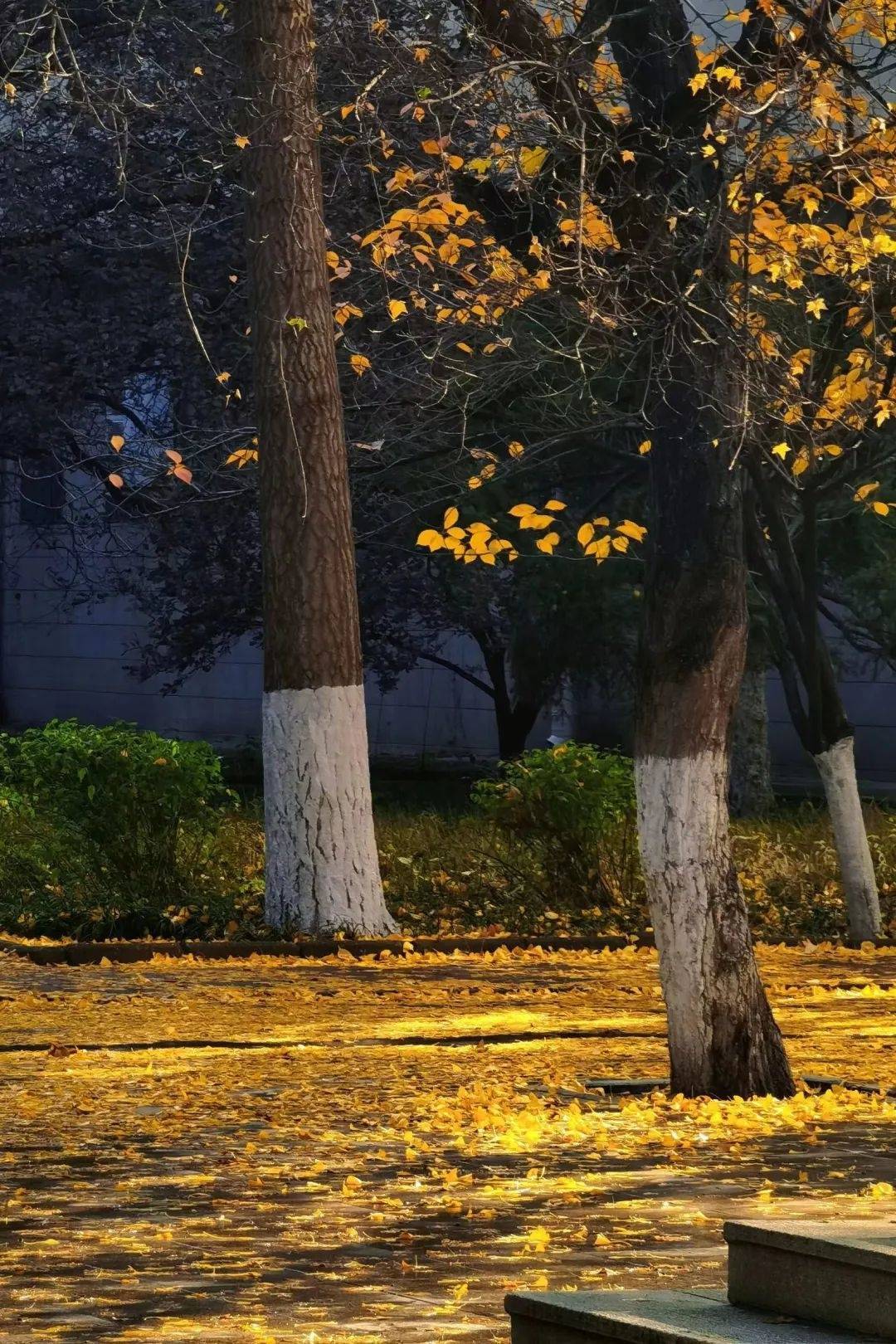 岁月难题从纷纷落叶到满阶梧桐一片叶脉是一个季节的轨迹连飘落都是一