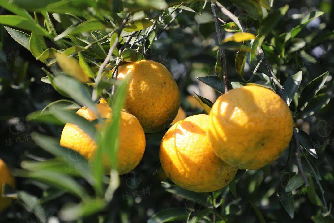 新会柑亮屏美国纽约时代广场_陈皮_广东_世界