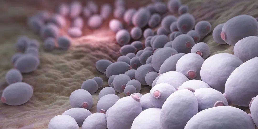 酵母菌过度生长是怎么回事?原因,表现和改善方法
