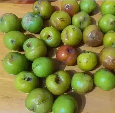 浙江杭州,女子花了10块,居然买了一盒全是坏的李子_赔偿_要求_规定