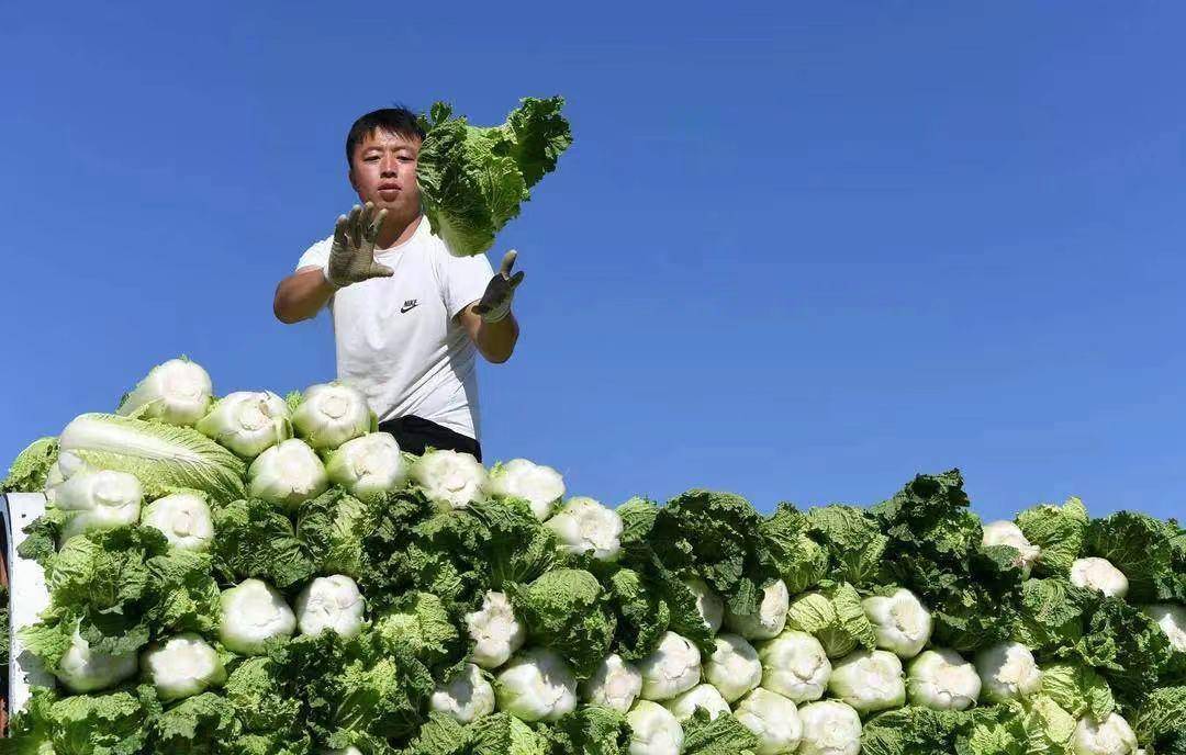 白菜在古代被叫做"菘,四季常见,与松树媲美,其实在很久之前的石器